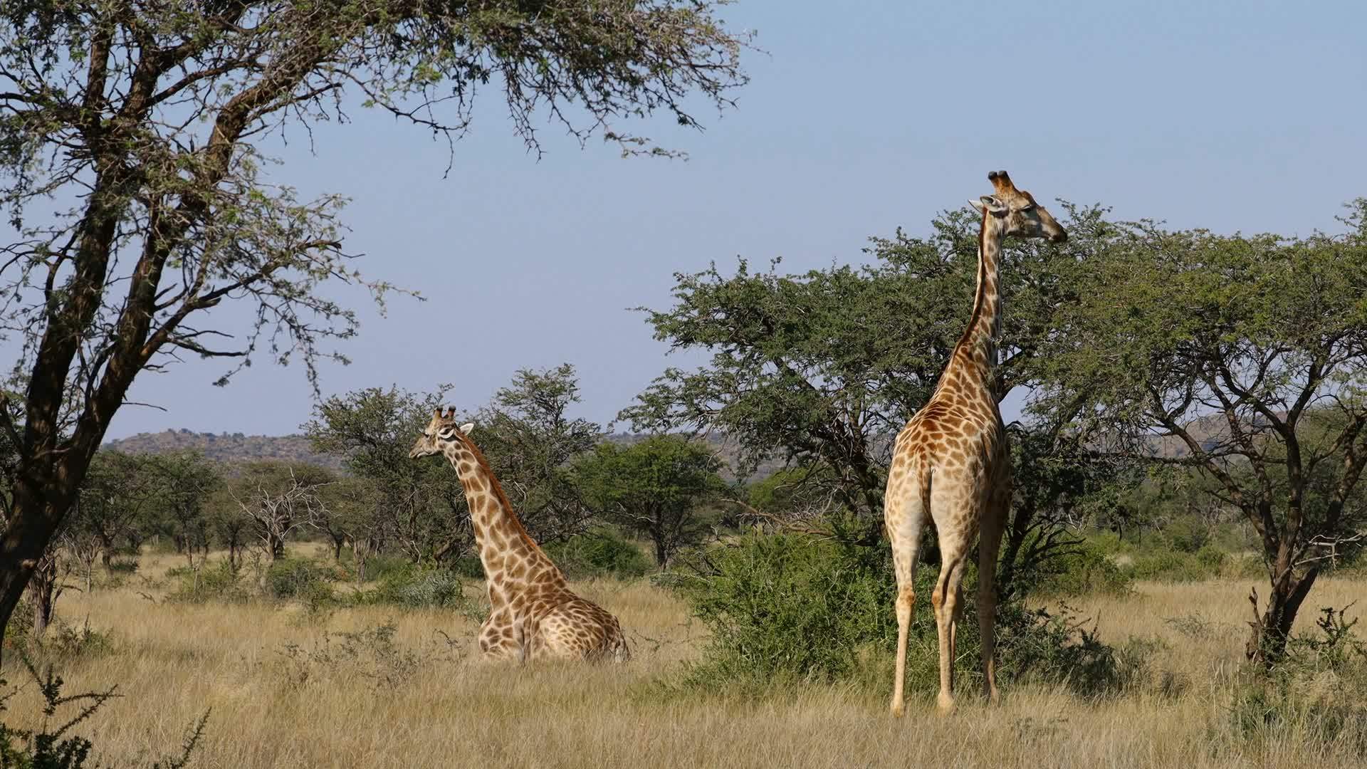 长颈鹿在自然生境中视频的预览图