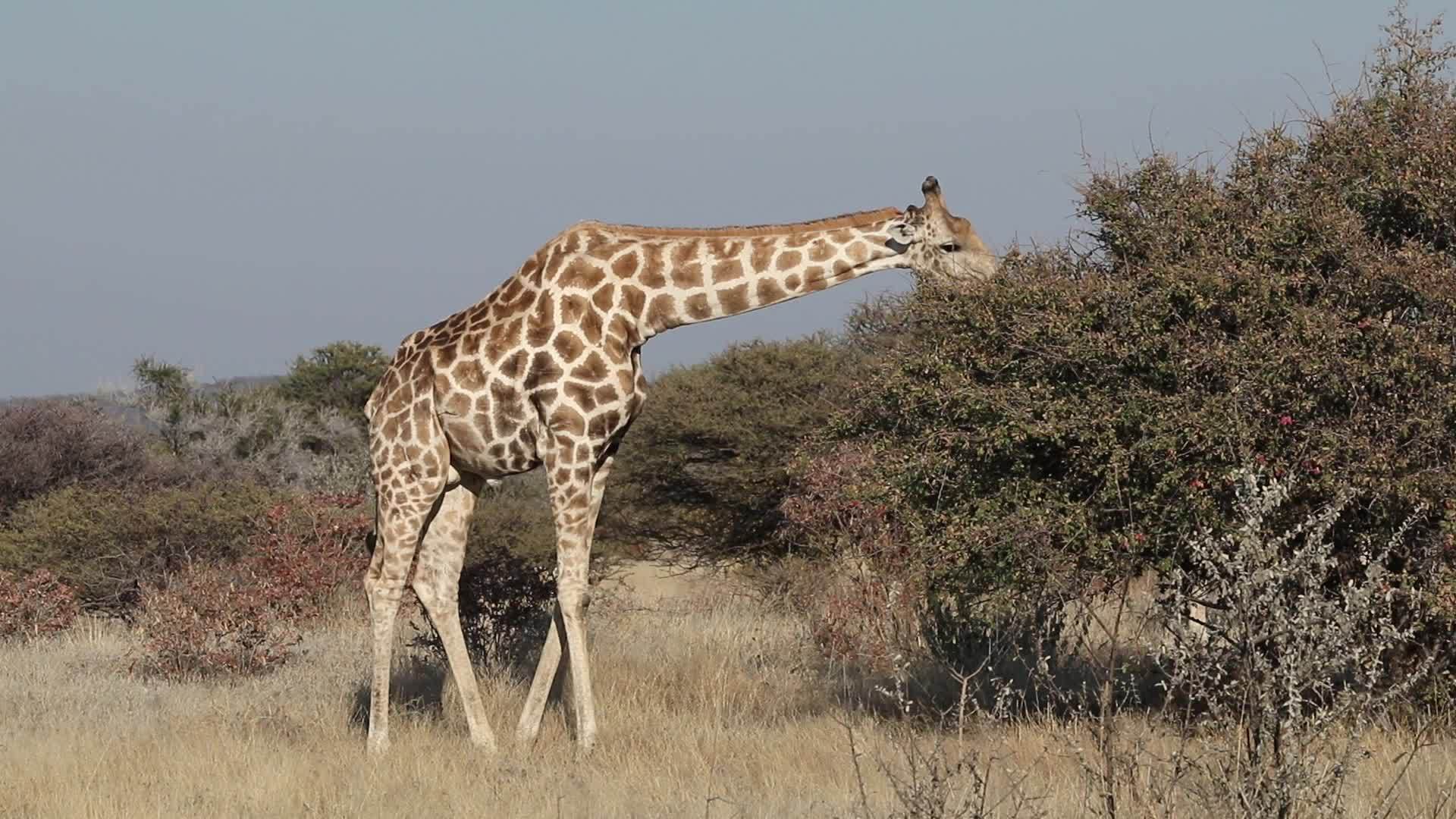 长颈鹿在树上喂食视频的预览图