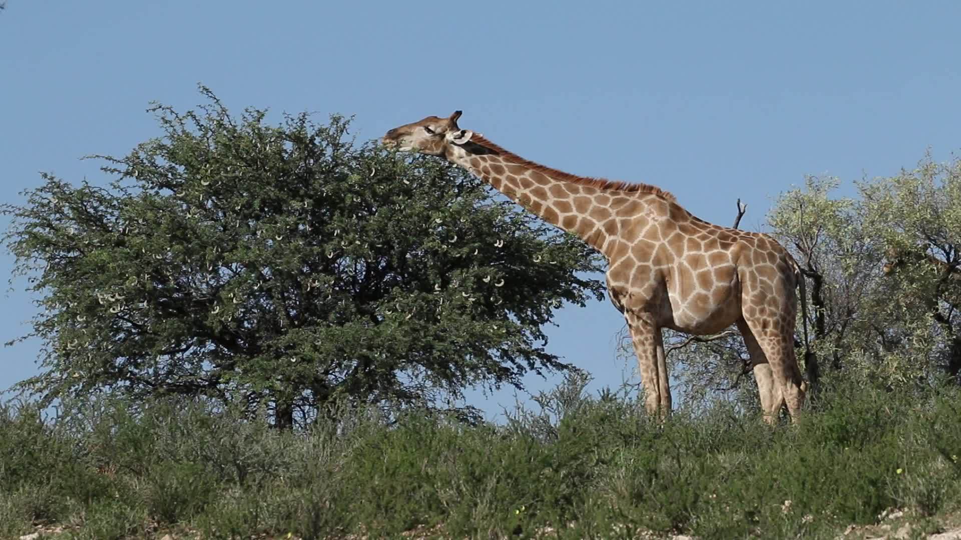 长颈鹿在树上喂食视频的预览图