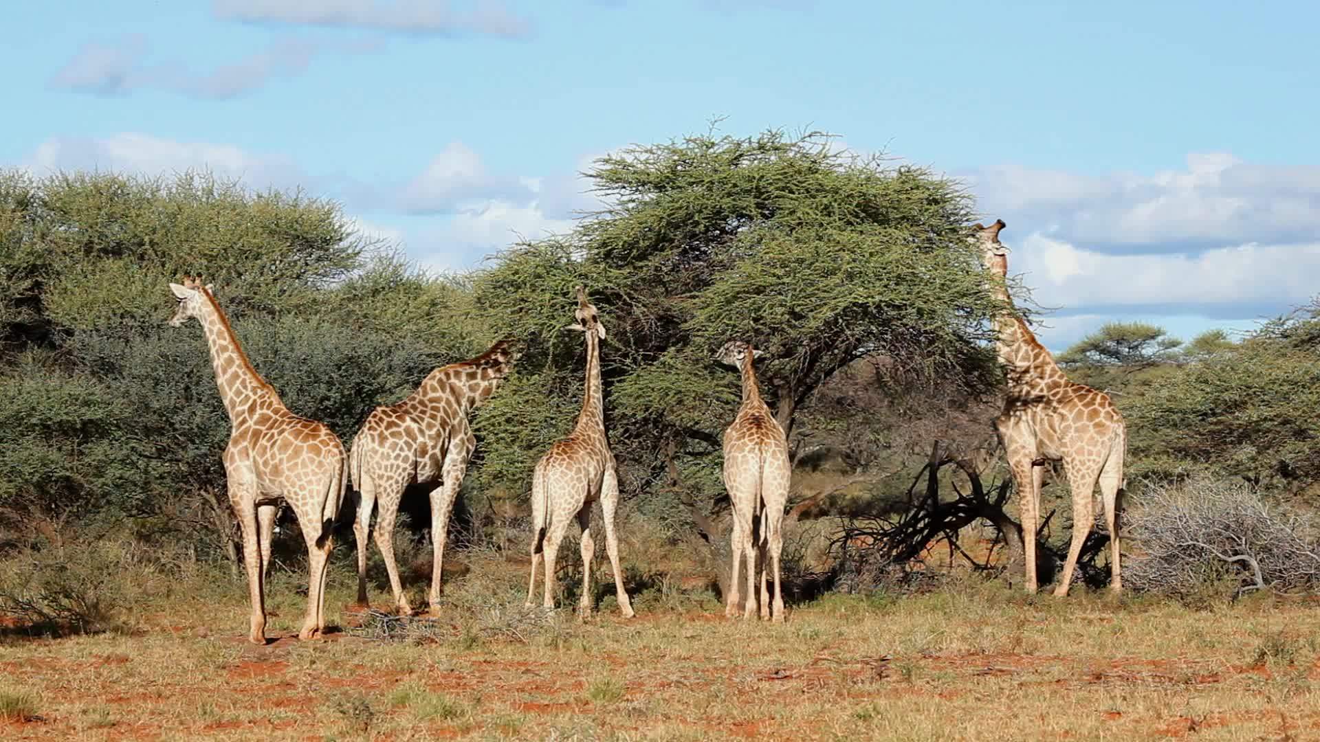 一群长颈鹿以树为食视频的预览图