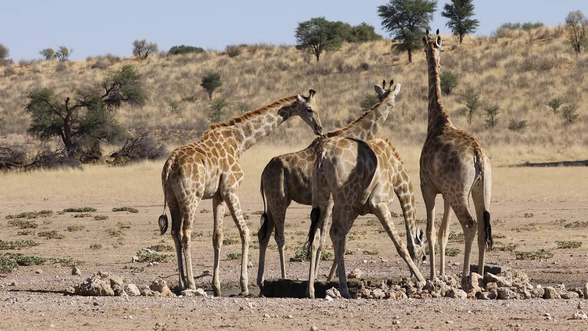 长颈鹿卡拉哈里沙漠在水坑里视频的预览图