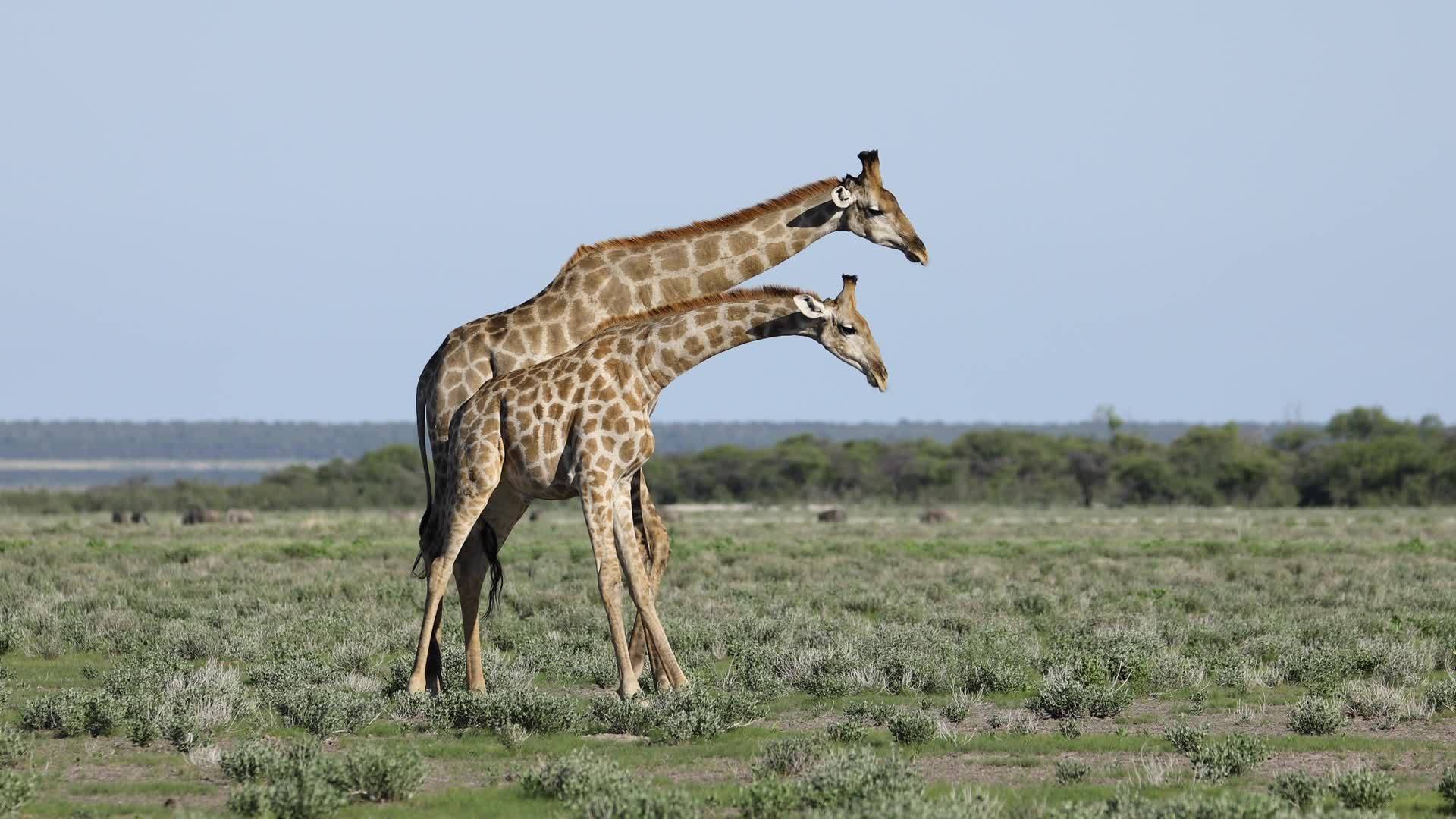 战斗中的长颈鹿视频的预览图