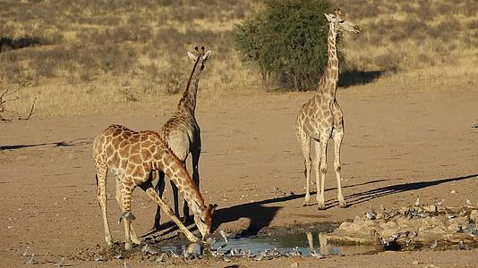 水坑里的长颈鹿视频的预览图