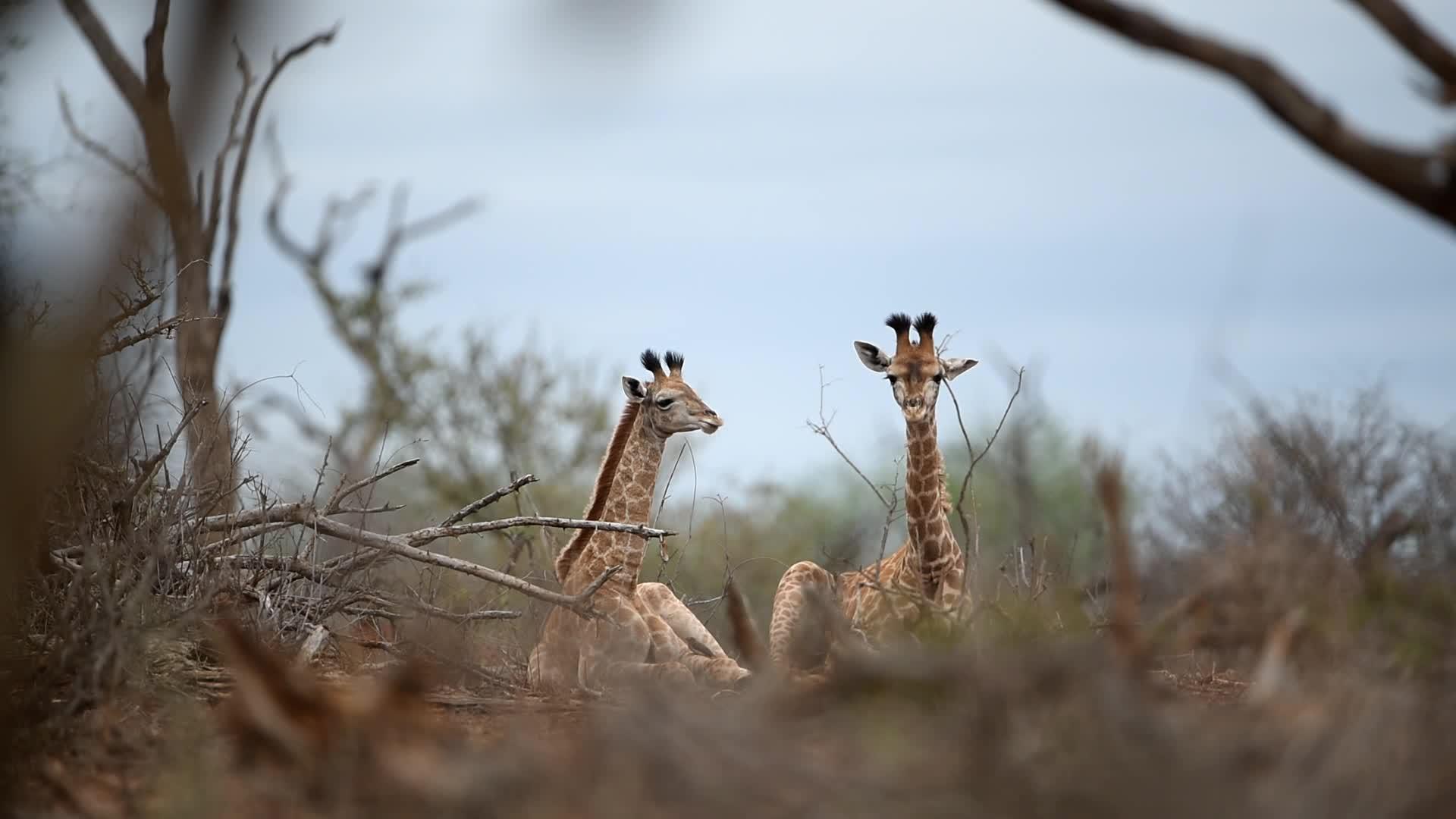 荒野中有两只年轻的长颈鹿视频的预览图