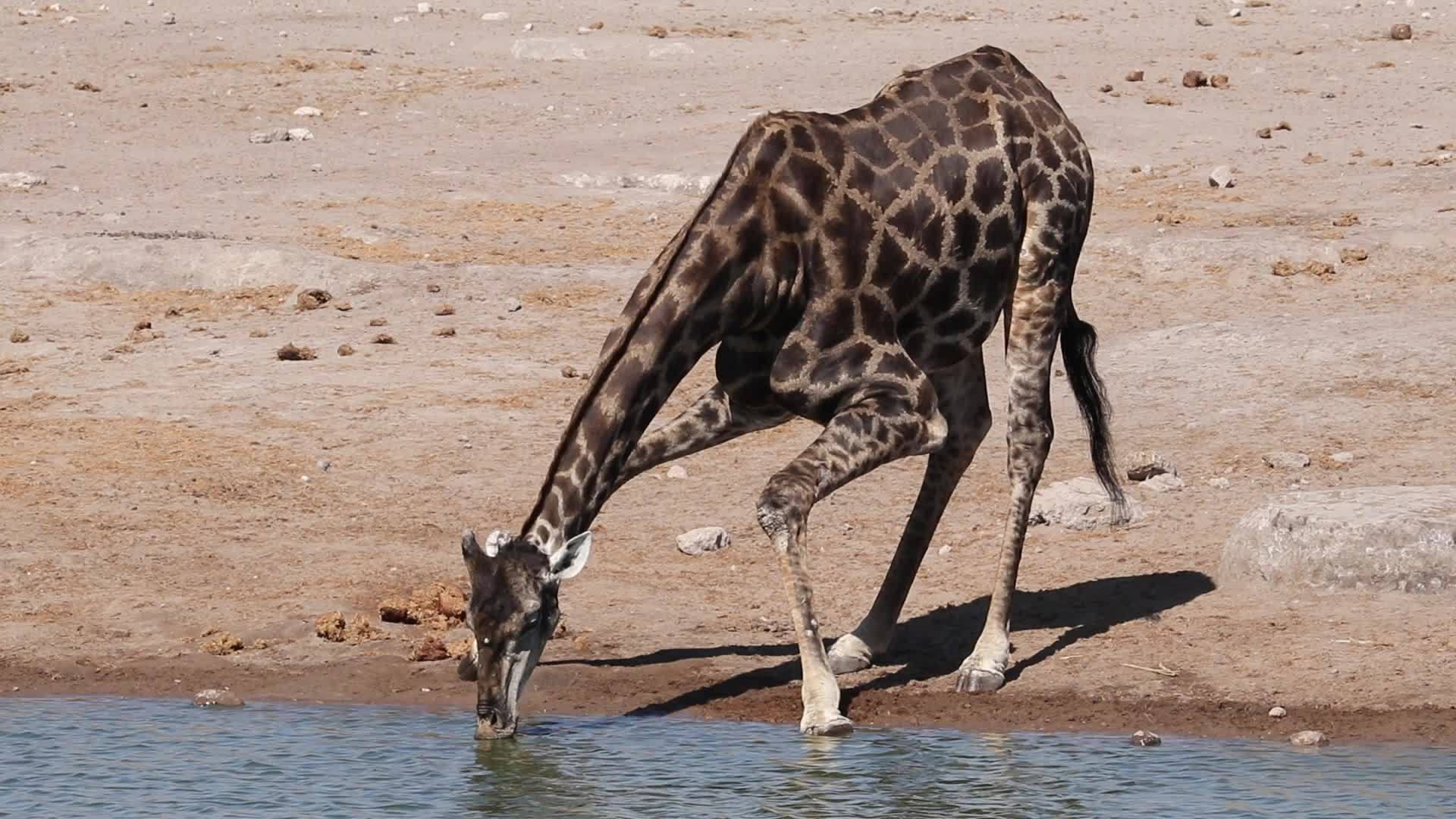 长颈鹿饮用水视频的预览图