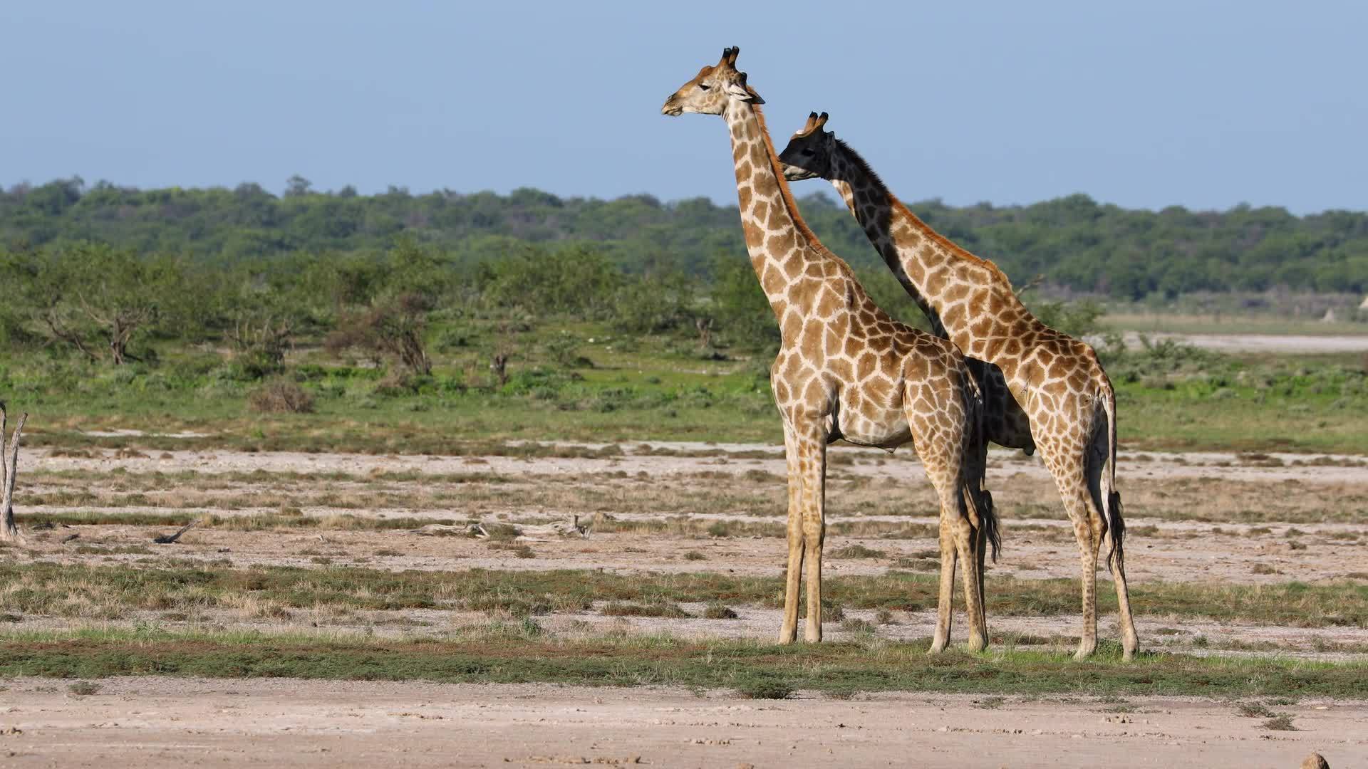 国家公园平原上的长颈鹿视频的预览图
