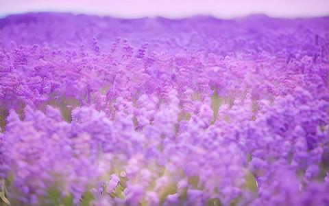 紫色浪漫薰衣草视频的预览图