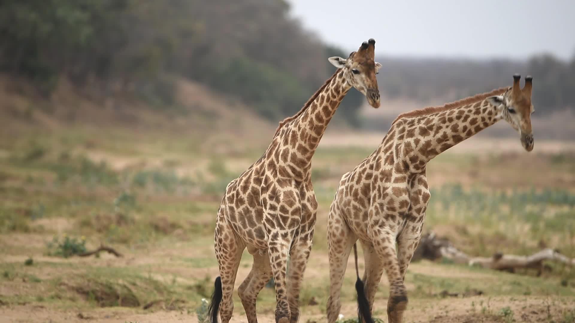 在野外战斗的长颈鹿视频的预览图