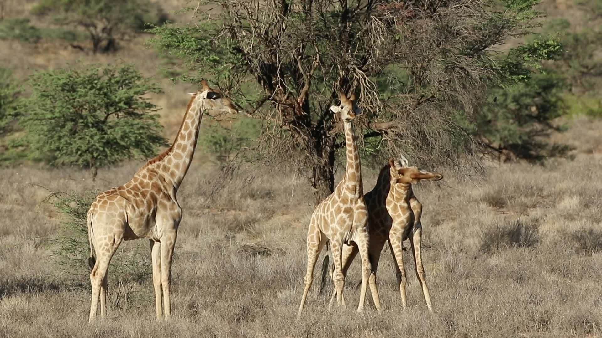非洲草原上的长颈鹿视频的预览图