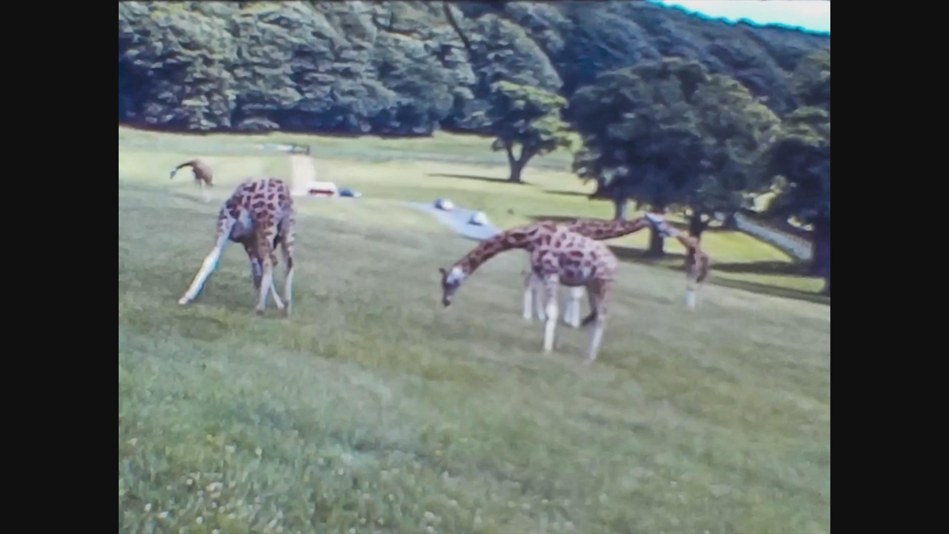 1966年长颈鹿鹿联合王国2号动物园视频的预览图