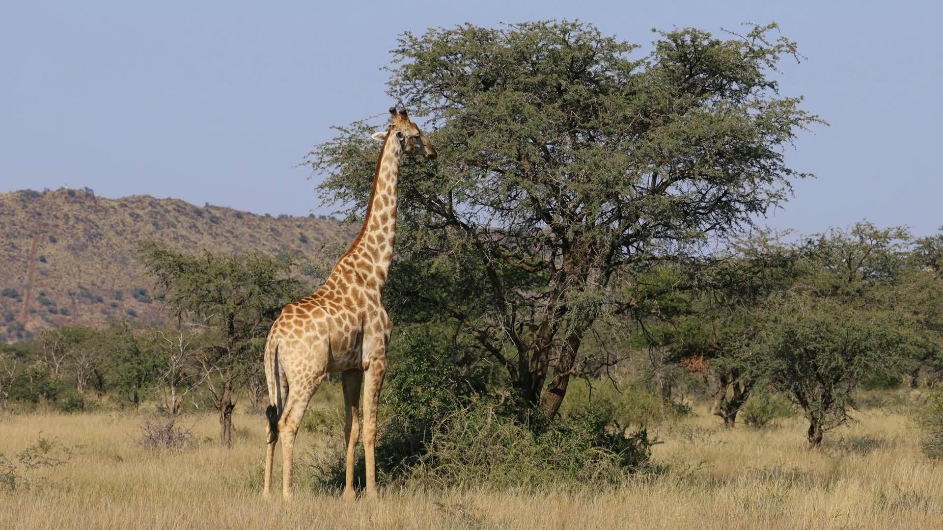 在树上喂长颈鹿南非视频的预览图