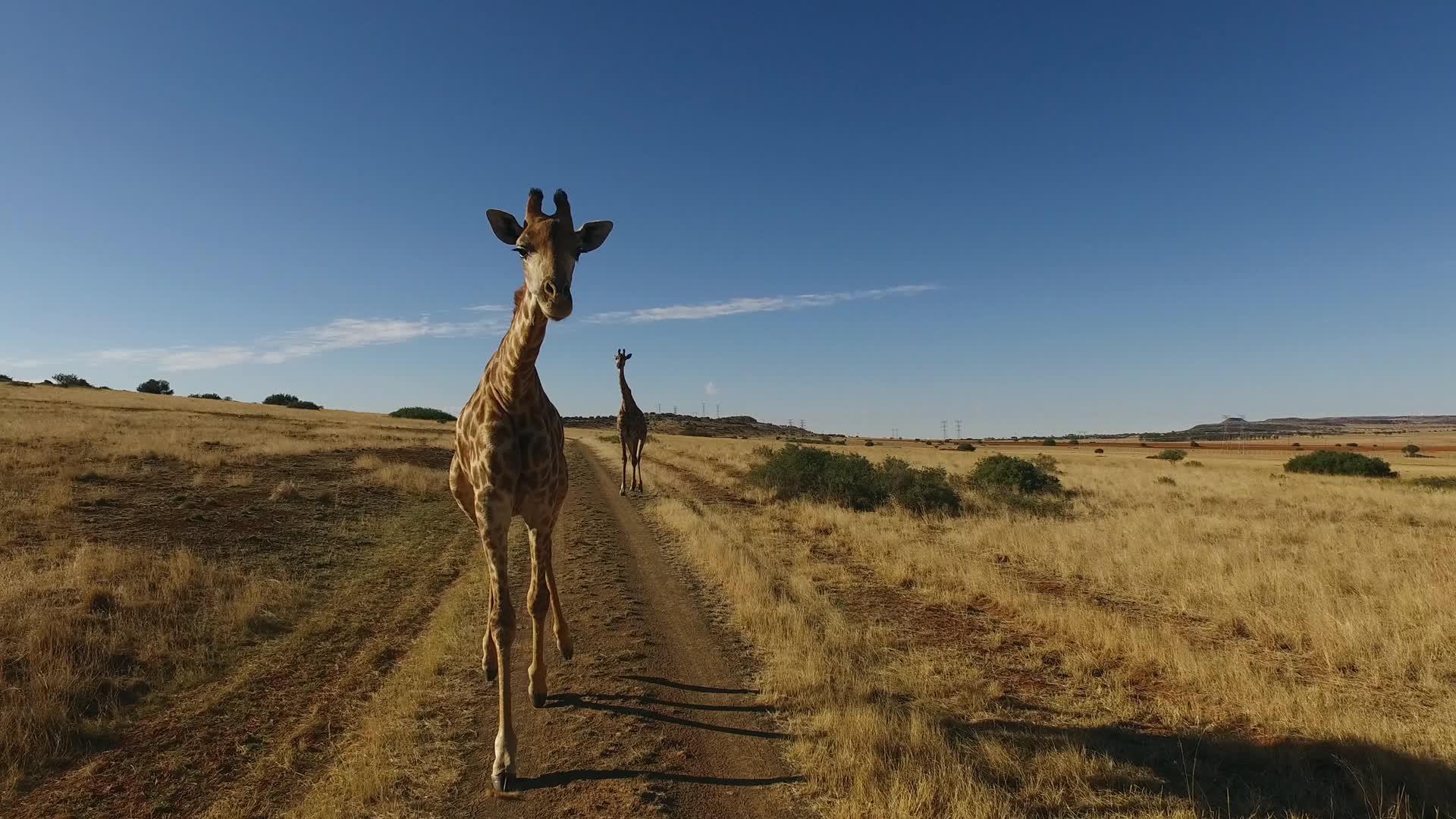 长颈鹿视频的预览图