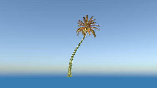 金椰子椰子棕榈树生长时间太长挂着奶豆视频的预览图