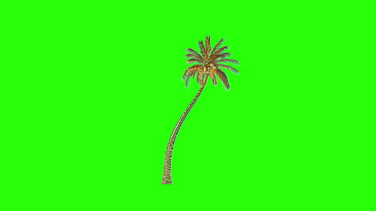 椰子椰子棕榈树种植时间折叠成绿色屏幕染色体视频的预览图