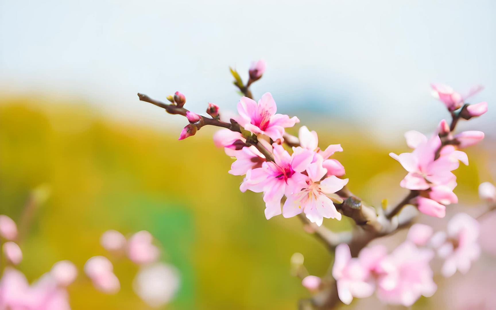 春暖花开的粉红桃花视频的预览图