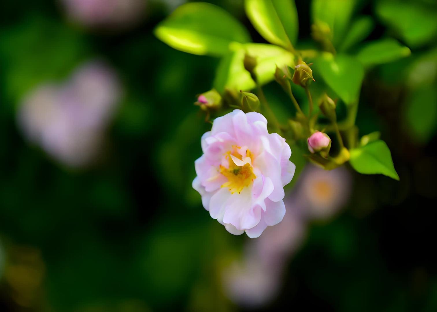 盛开的蔷薇视频的预览图