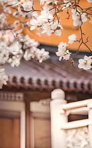 春天南京灵谷寺的玉兰花和传统建筑视频的预览图