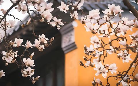 春天南京灵谷寺的玉兰花和传统建筑视频的预览图