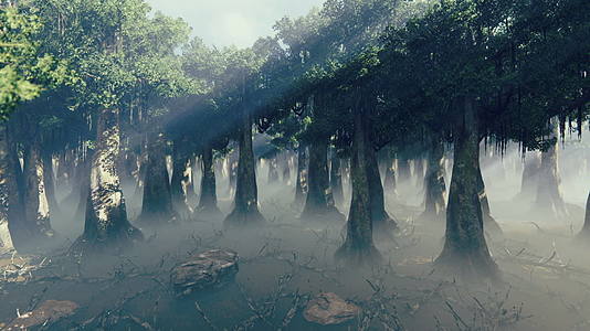 相机飞过笼罩在雾中的神秘森林视频的预览图