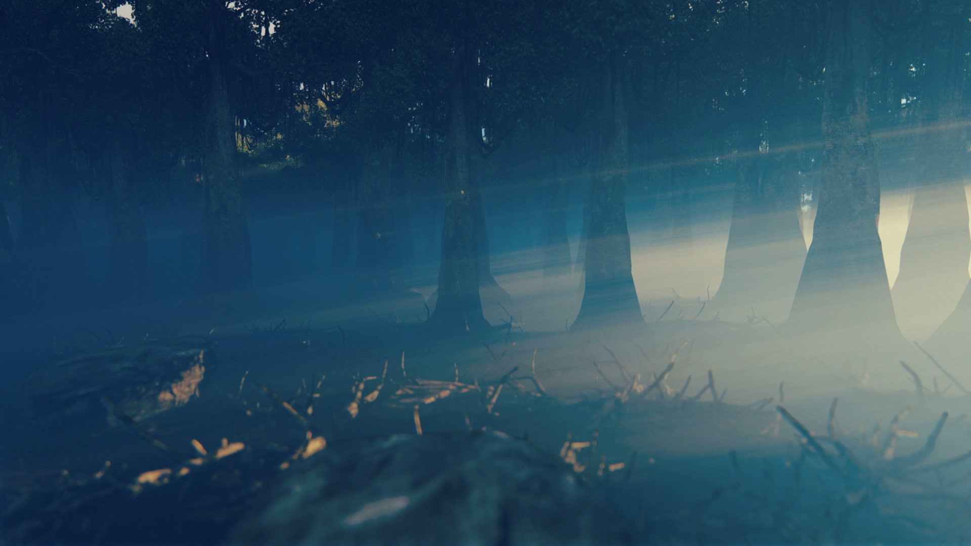 面对明亮的晨光黑暗的森林视频的预览图