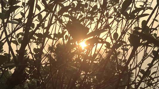 晨光穿过树叶前景轮廓中的森林林地环境视频的预览图