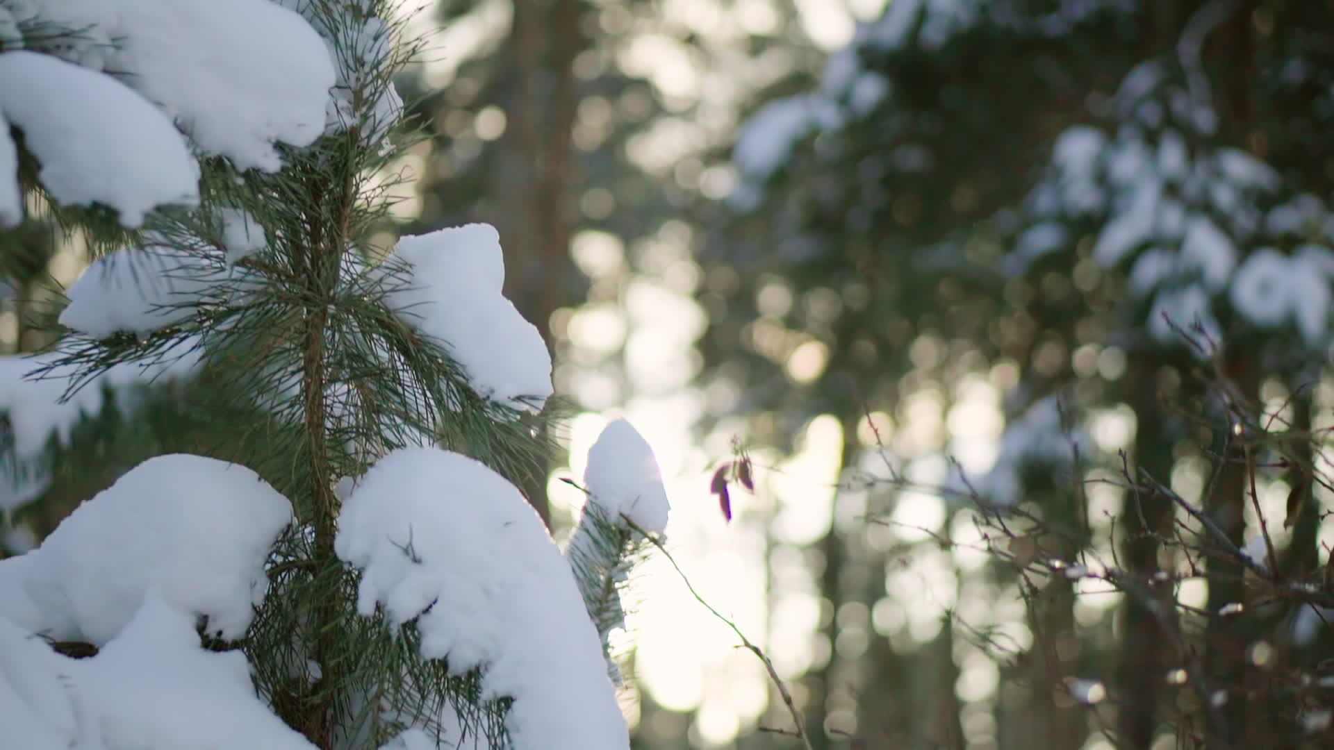 冬季森林景观视频的预览图
