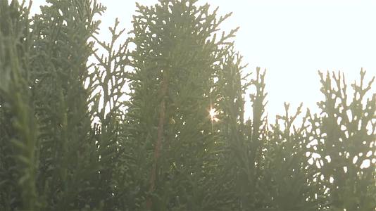 阳光在长青的树叶上闪耀阳光从绿叶的优质库存视频中照亮视频的预览图