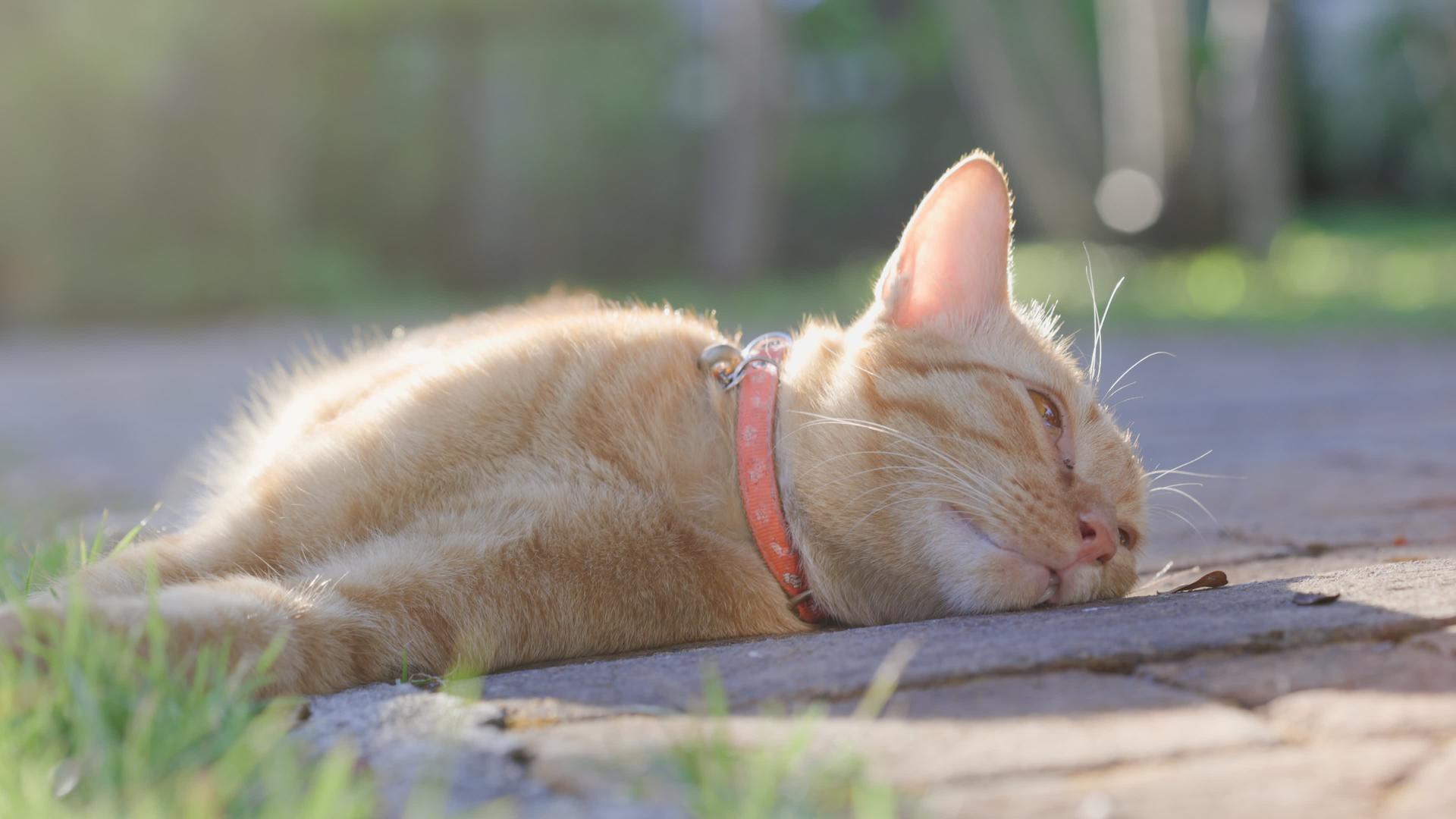 躺在后院放松的姜猫视频的预览图