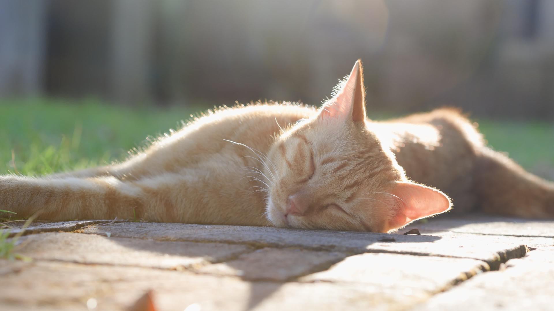 躺在后院放松的姜猫视频的预览图