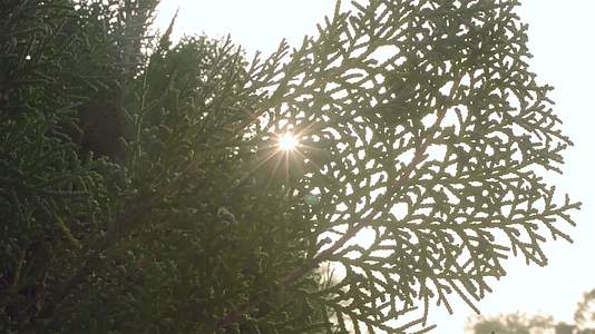 阳光在长青的树叶上闪耀阳光从绿叶的优质库存视频中照亮视频的预览图