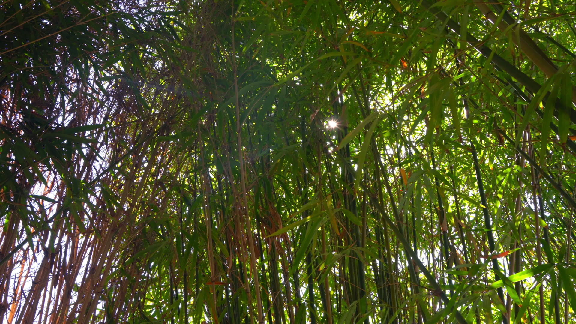 阳光透过绿叶树枝照亮视频的预览图