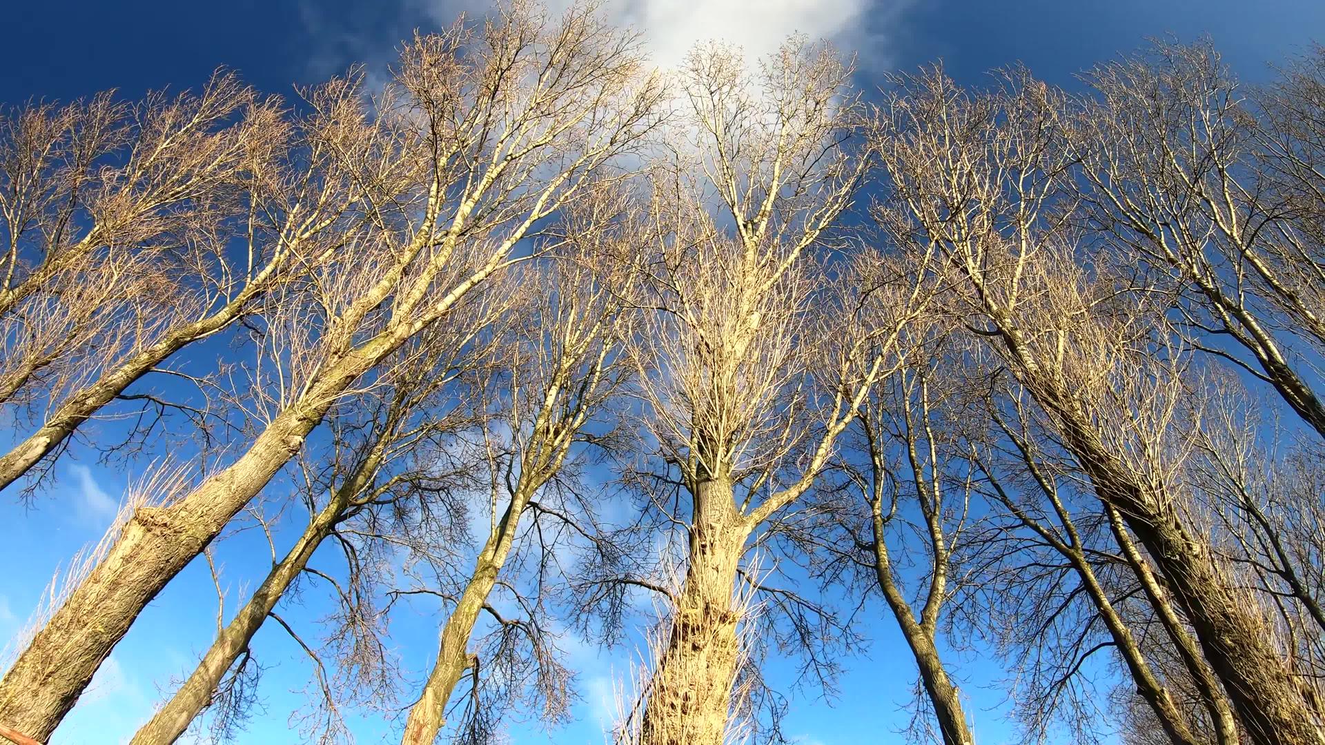阳光灿烂的阳光照亮美丽的树木视频的预览图