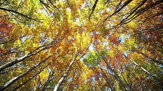 秋天的红树景色是美丽多彩的秋天树顶和树叶在森林公园视频的预览图