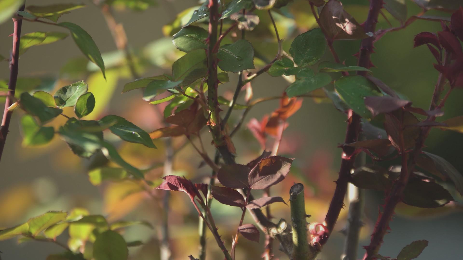 阳光下的树叶2视频的预览图