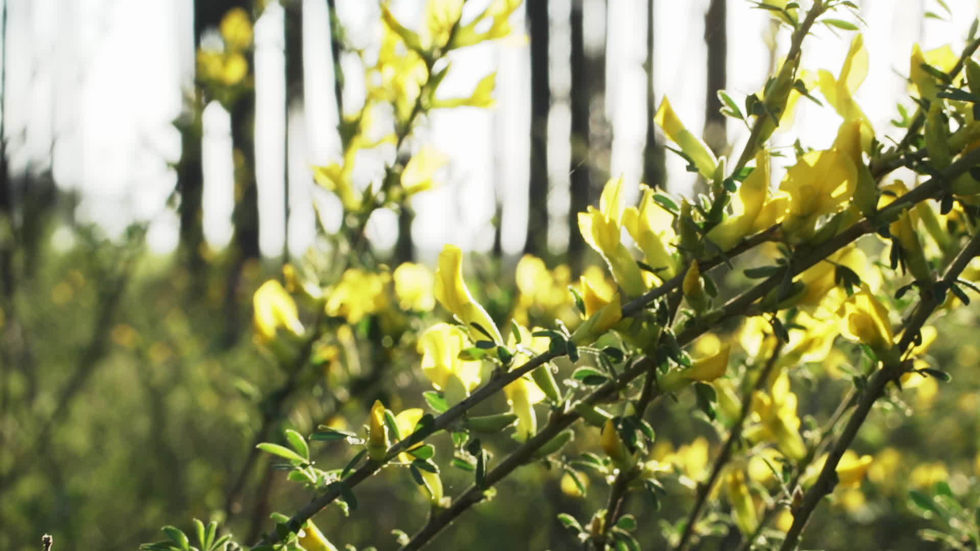 acacia鲜花缝合视频的预览图