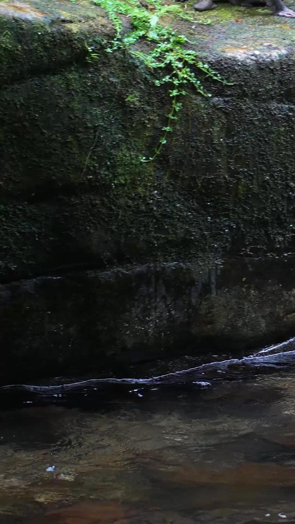 湖南5A级旅游景区张家界国家森林公园野猴戏水素材慢镜头升级拍摄视频的预览图