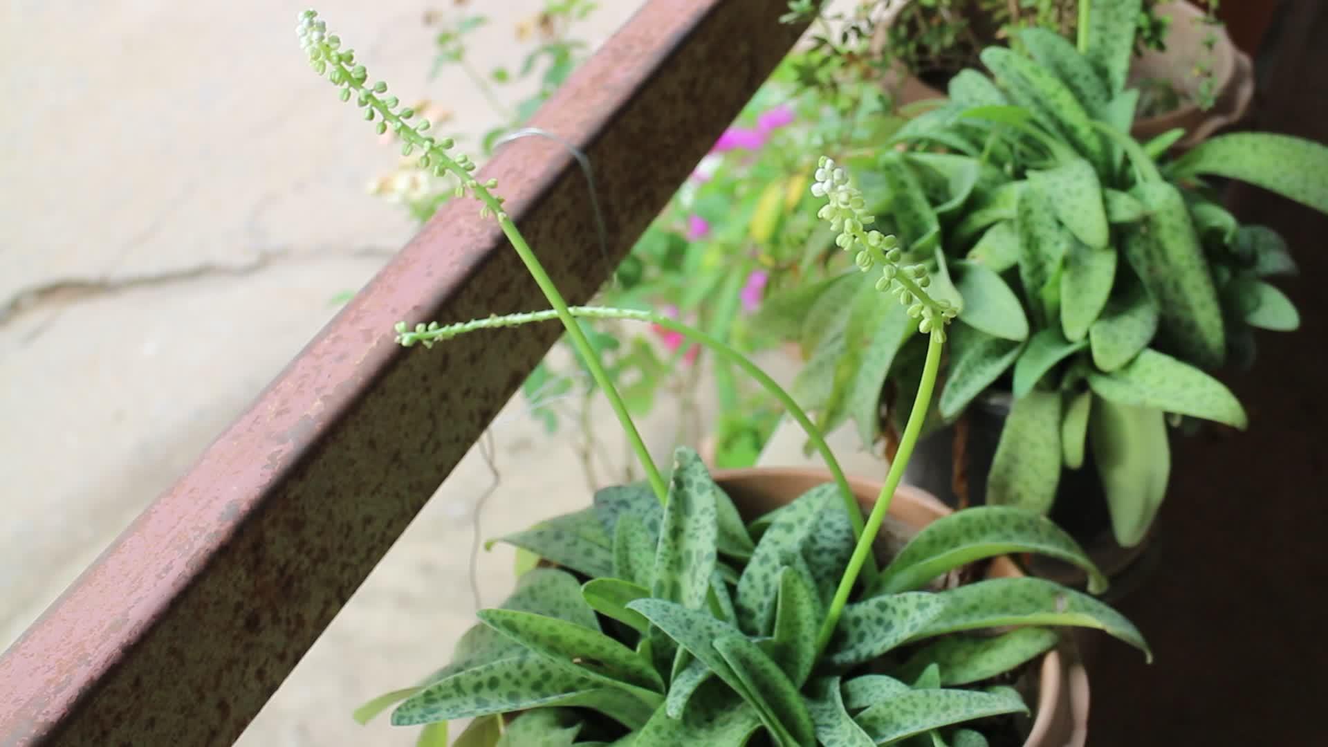 阳台上的绿色植物花盆视频的预览图