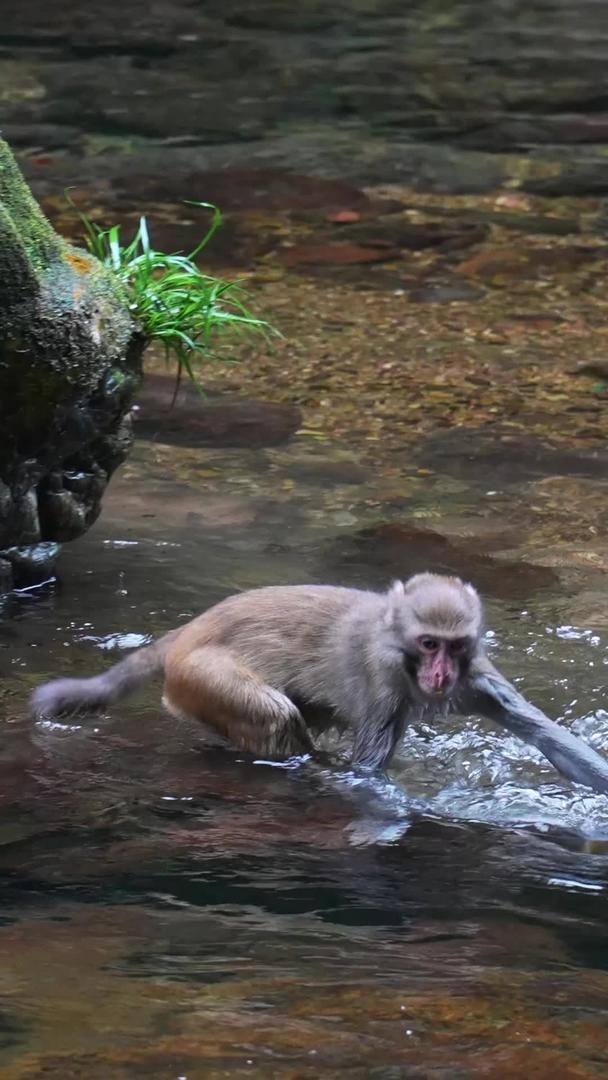 湖南5A级旅游景区张家界国家森林公园野猴戏水素材慢镜头升级拍摄视频的预览图
