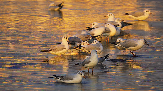 云南旅游冬天从贝加尔湖迁徙到昆明滇池的红嘴鸥4k素材视频的预览图