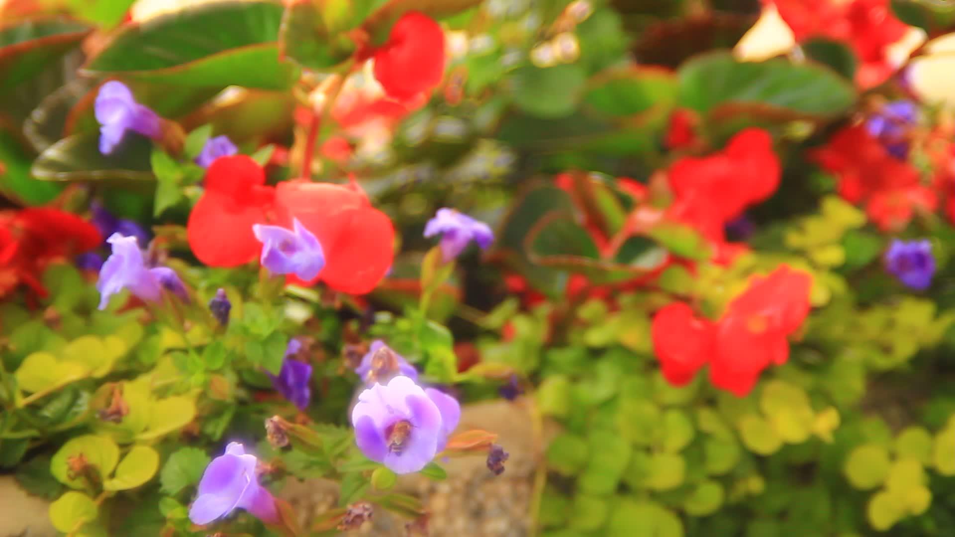 美丽的花朵视频的预览图