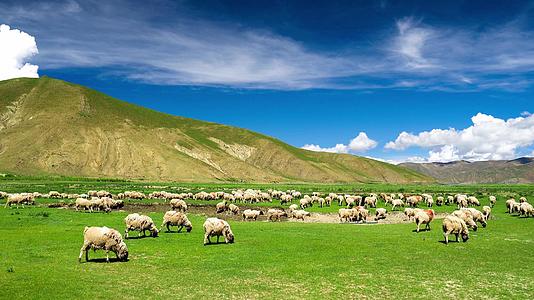 4K实拍大草原放羊畜牧业羊群视频的预览图
