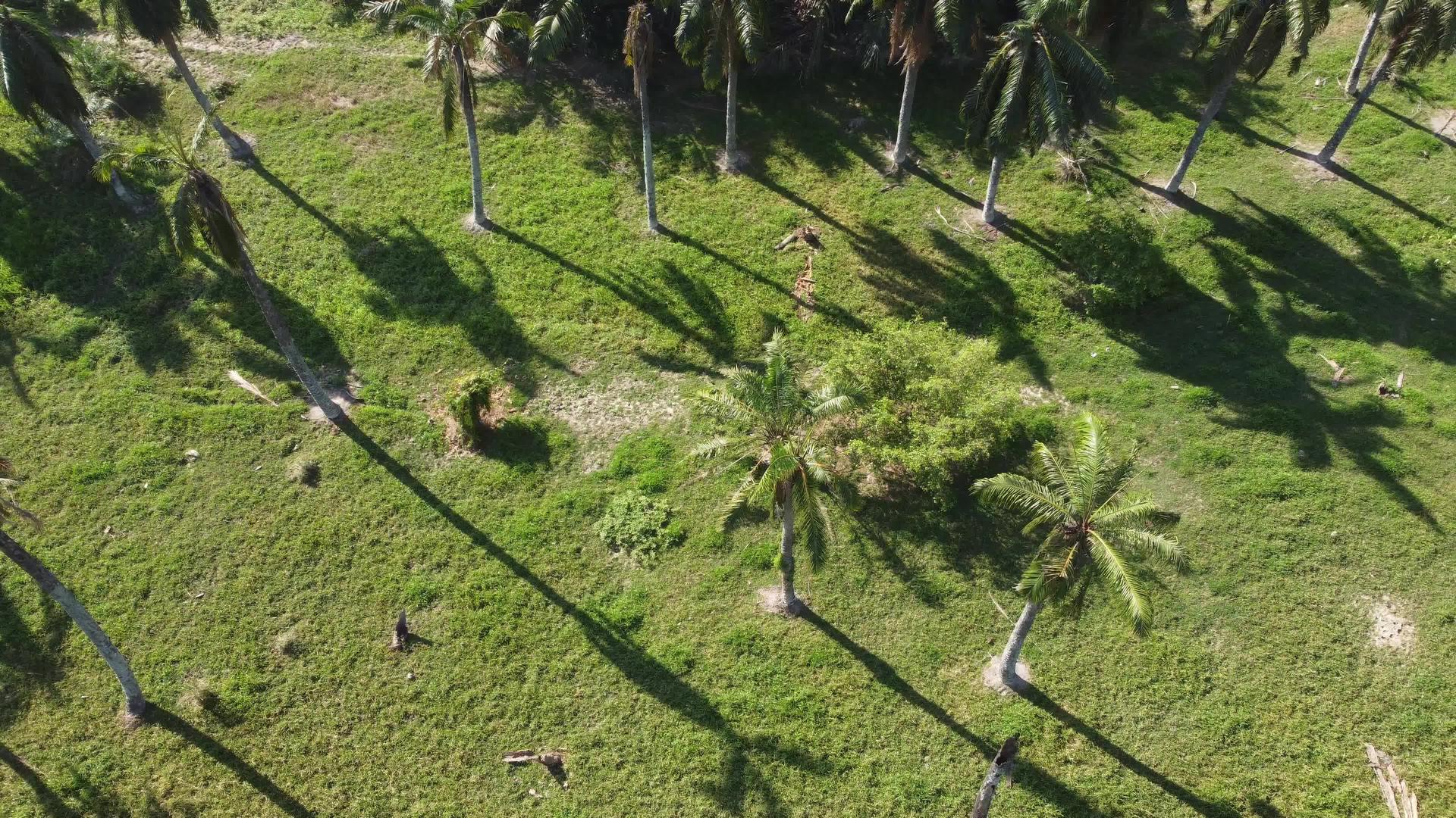 椰子种植园在空中滑动视频的预览图