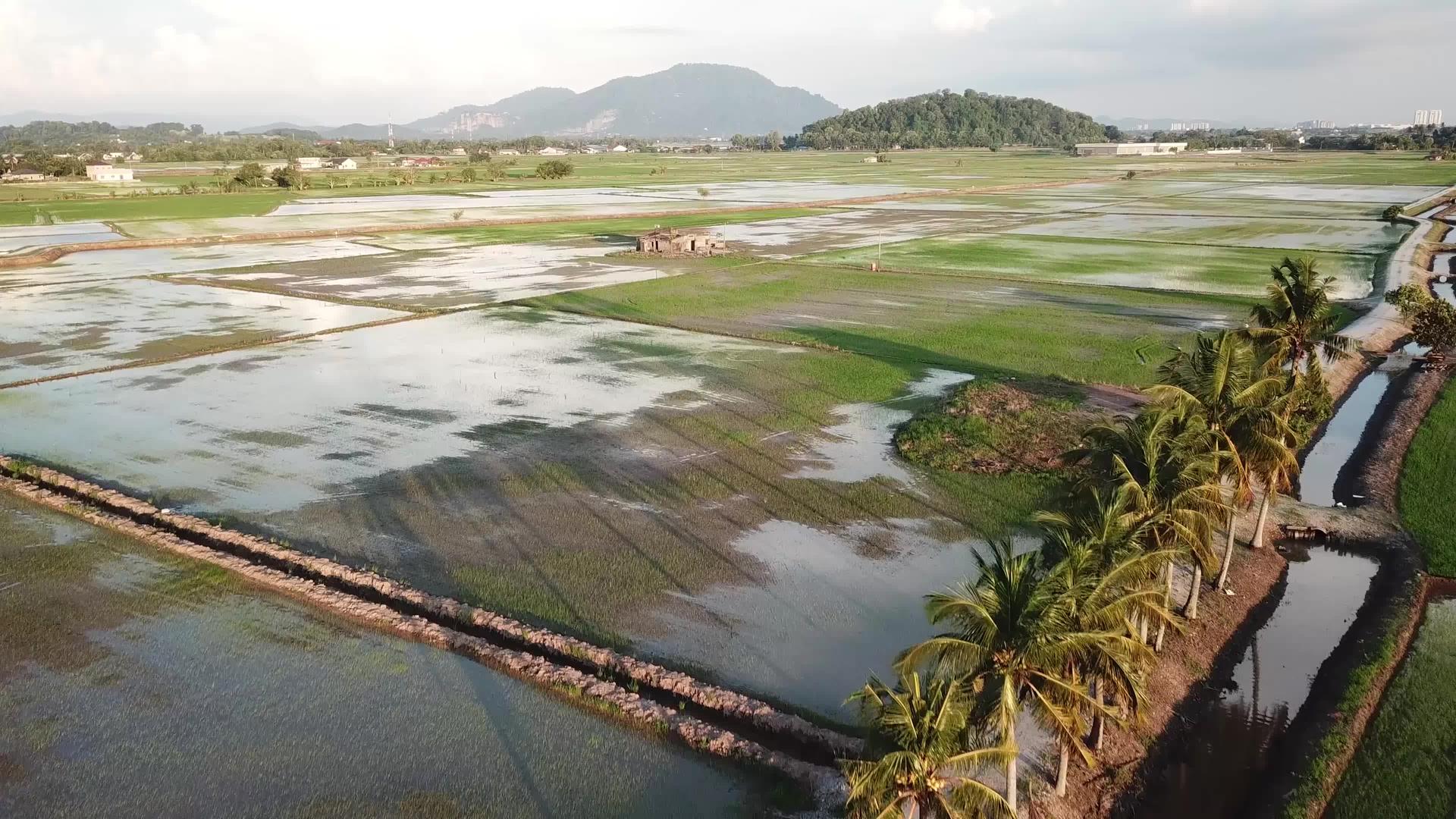 在Malaysia在稻田里看椰子树视频的预览图