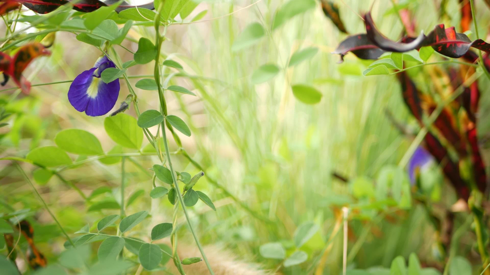 以绿草为背景的野生植物生长在野外视频的预览图