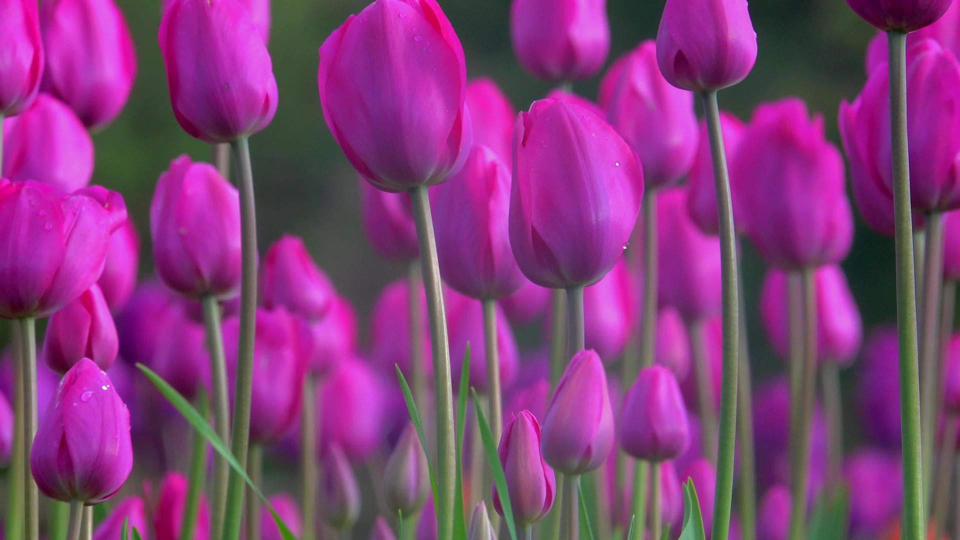 微风中的粉红郁金香视频的预览图