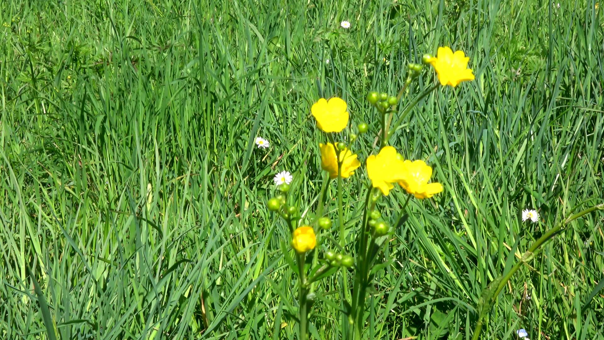 阿尔卑斯山草地上的花朵视频的预览图