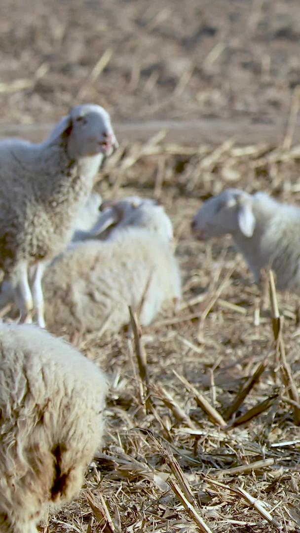从多个角度拍摄微风中麦田吃草的羊群素材视频的预览图