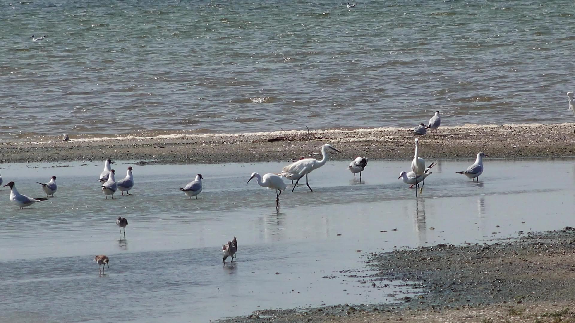 海鸥和白海驼站在图兹拉河口的水中站在黑海乌鸦的水中视频的预览图