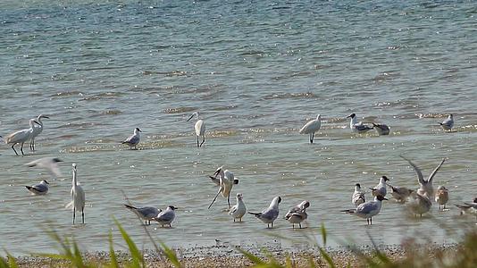 海鸥和白海驼站在图兹拉河口的水中站在黑海乌鸦的水中视频的预览图