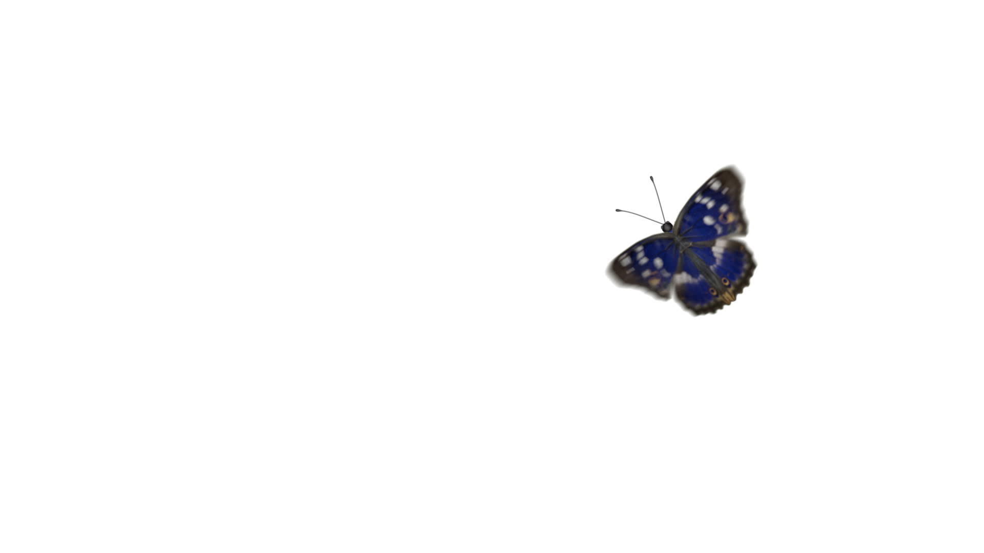 蝴蝶在白色背景上飞行和降落视频的预览图